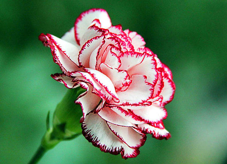 Размножение гвоздики можно проводить и вегетативным способом – черенкованием, отводками