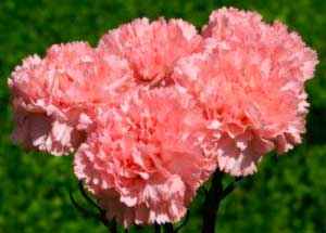 Встречаются виды как с одиночными цветками, так и соцветиями