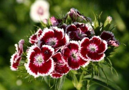 Низкорослые сорта гвоздики подходят для высадки в альпинарии и по краям клумб с цветами