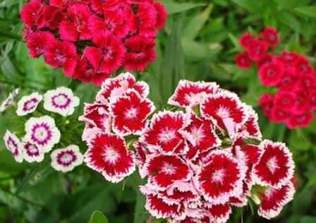 Уход за гвоздикой не отличается сложностью