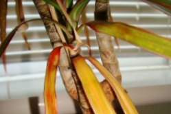 Причин пожелтения и опадания листвы у драцены может быть несколько