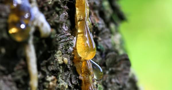 Гоммоз проявляется на косточковых растениях, которые подверглись подмерзанию и поражению грибковыми инфекциями