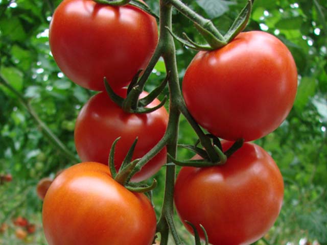 Сорт «Грунтовый Грибовский» подходит для выращивания в республике Башкортостан