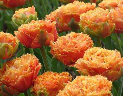 Грамотно сочетая рано- и поздноцветущие сорта, можно добиться непрерывного цветения клумбы