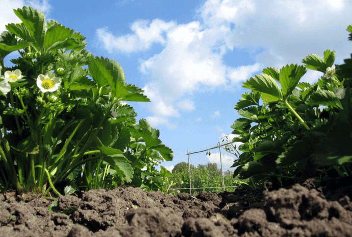 Оптимальное время для высаживания сорта «Белый швед» на постоянное место в открытый грунт — весна