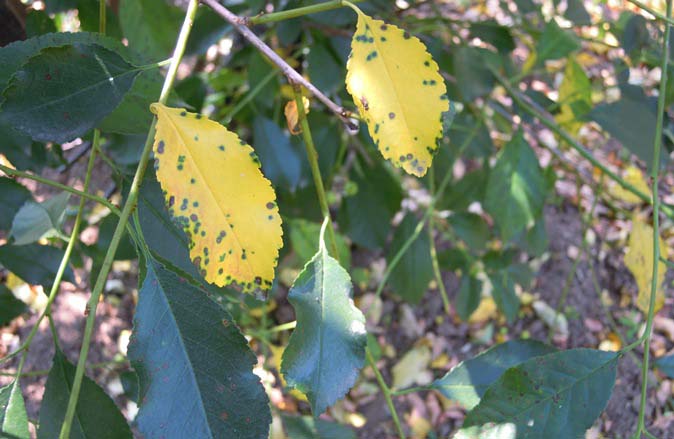 Коккомикоз является результатом поражения растения сумчатым грибком Соссомусеs hiemalis