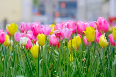 Как вырастить тюльпаны в теплице к 8 марта: условия выгонки