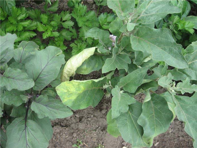 Фузариозное увядание – грозная грибковая инфекция