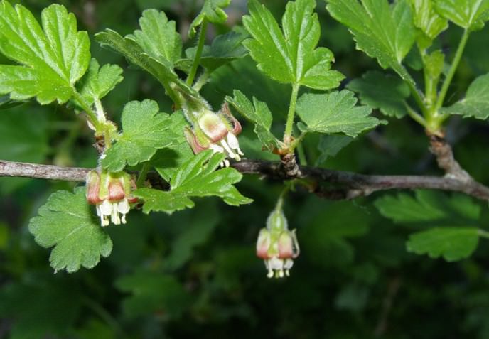 Сорт «Колобок» самоопыляющийся, но это не значит, что саженец должен находиться в одиночестве