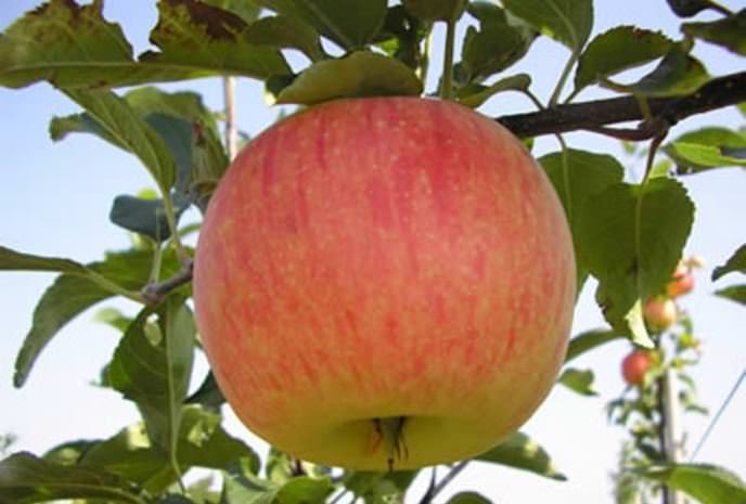 Плодовые деревья сорта «Штрифель» характеризуются сравнительной долговечностью