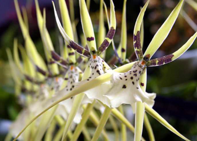 Орхидеи: разнообразие видов и форм