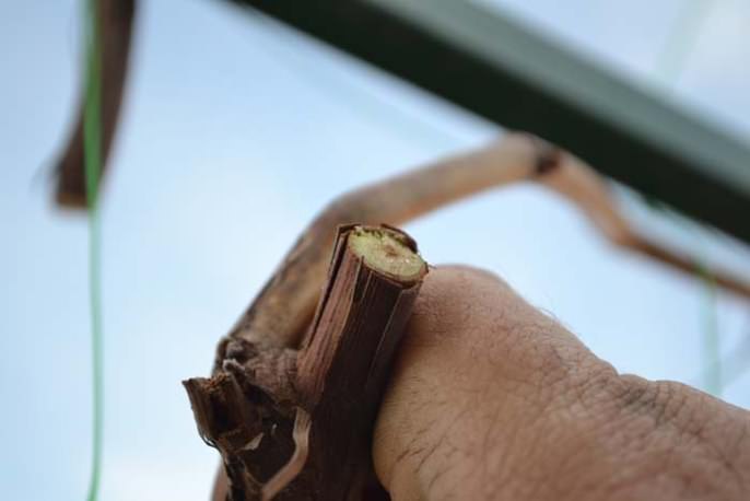 Очень важно вырезать все сухие побеги, пораженные болезнями