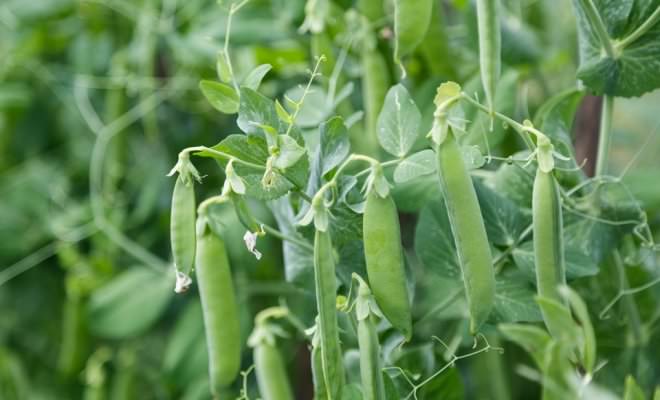 На освободившееся после выращивания основных овощных и зелёных культур место можно высадить горох