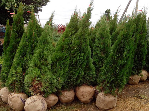 Как вырастить тую