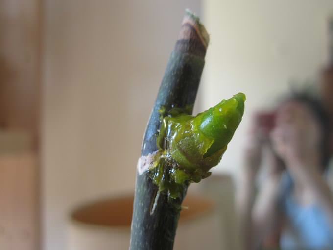 При наличии относительно высоких температурных показателей в домашних условиях на растении из «спящих» почек формируются «детки»