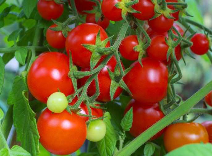 «Интуиция-F1» характеризуется отличной устойчивостью к возможным в летний период заморозкам