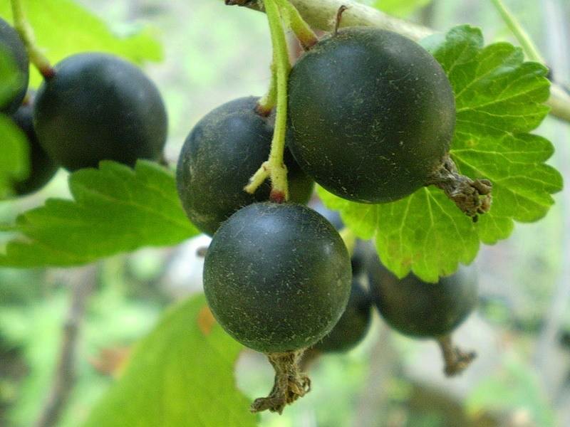 Размножение йошты может происходить черенками и отпрысками