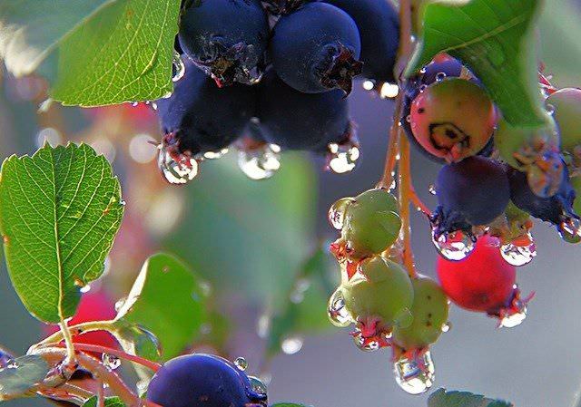 Сок ирги – полезный диетический продукт