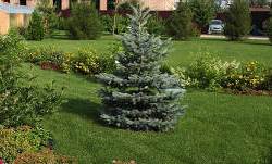 Принято считать, что ель на дачном участке — плохая примета