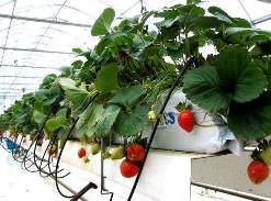 Посадка земляники в пластиковых трубах – экономия посадочной площади