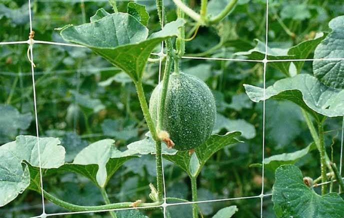 При использовании метода подвязывания к шпалере важно формировать арбуз в один стебель