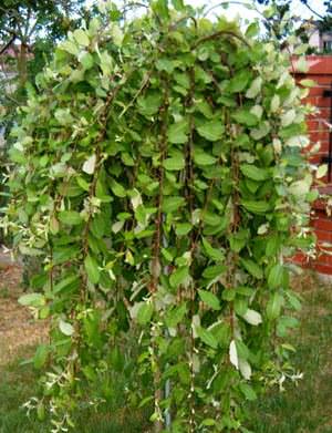 Бредина на дачном участке