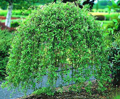 Ива козья — посадка и уход