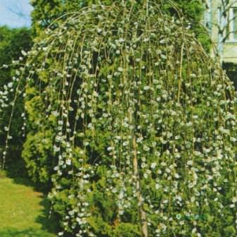 Какие существуют виды бредины