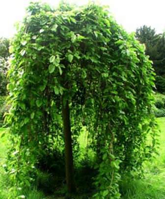 Использование бредины в озеленении