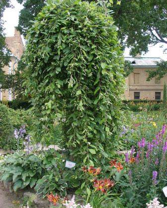 Где применяют бредину