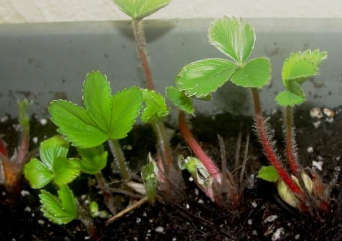 На начальном этапе развития рассада альпийской земляники нуждается только в регулярных поливах, тепле и свете