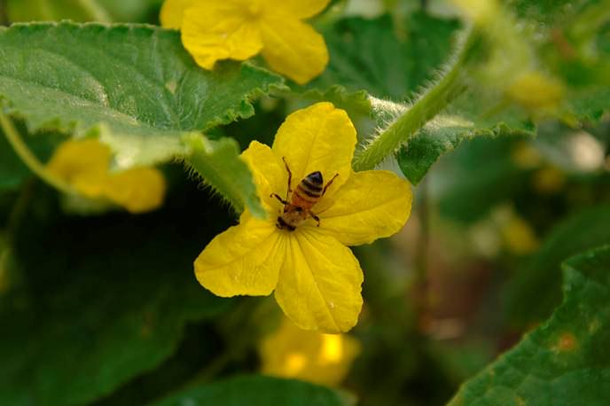Пчелоопыляемые сорта для закрытого грунта выбираются огородниками по причине того, что их плоды более вкусные