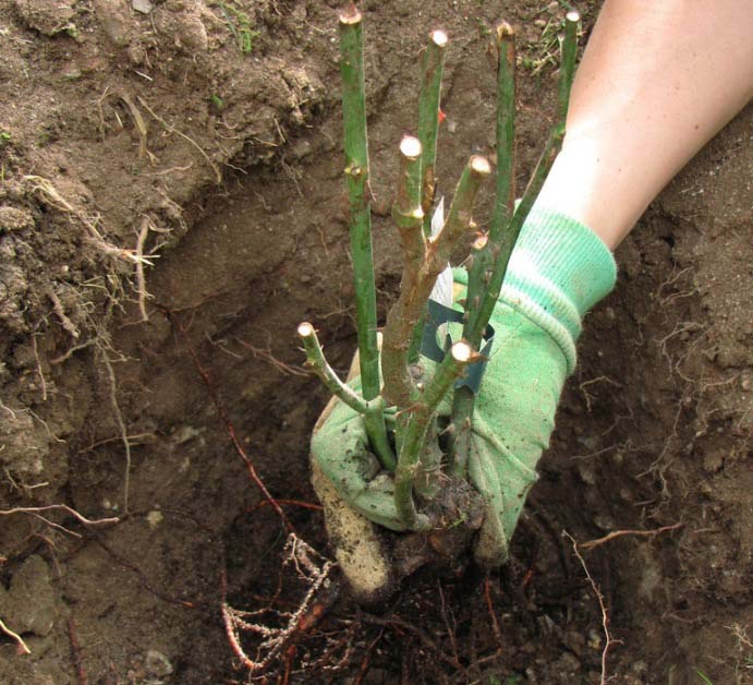 Посадка роз начинается после основательного прогрева почвы и установления тёплой погоды для работы с открытым грунтом