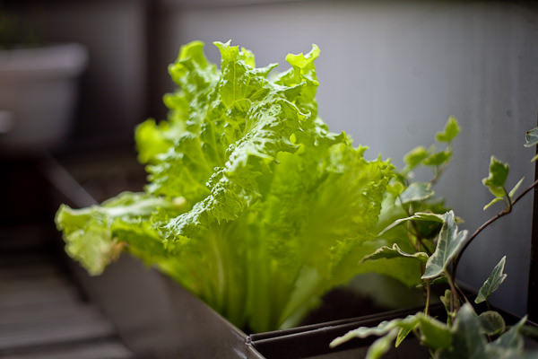 Листовой салат требует большего внимания, но получение сочных листьев оправдывает это