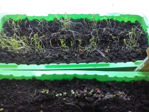 Существует несколько причин, из-за которых зелень будет расти плохо