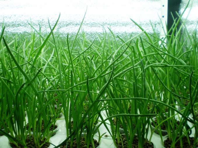 Высаживать лук лучше в грунт, а не в воду, во втором случае оно может загнивать