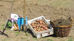 Картошка «под лопату» высаживается овощеводами в непромышленных масштабах