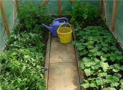 Садить вместе помидоры и огурцы нельзя