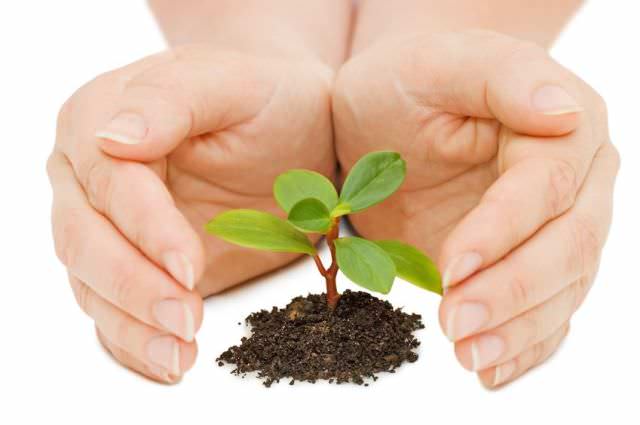 Нельзя допускать, чтобы почва была с показателями влажности завядания, когда растения не могут нормально развиваться