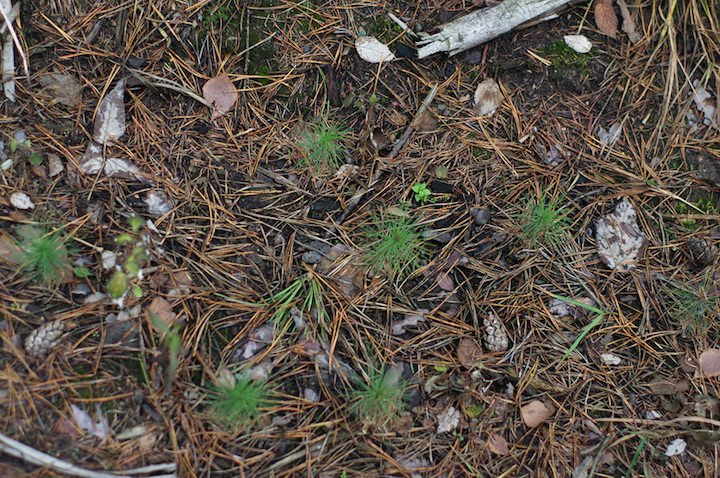 Все органические вещества в почве образованы из остатков растений или животных