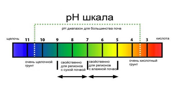 Следует высаживать культуры с учетом имеющейся кислотности почвы