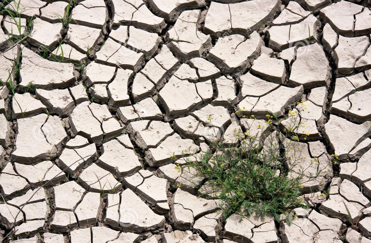 Слишком плотная почва не дает возможности развиваться растениям, поэтому ее необходимо обогащать