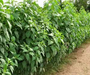 Эффективные методы борьбы с топинамбуром на даче. Выбирайте лучшие!