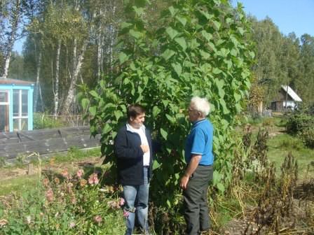 Можно накрыть грядки досками, рубероидом, клеенкой, чтобы ограничить солнечный свет и свежий воздух