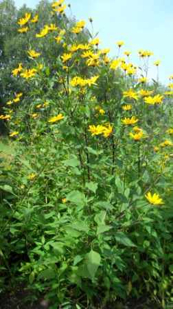 Бороться с топинамбуром можно с помощью свиней, которые поедают его плоды