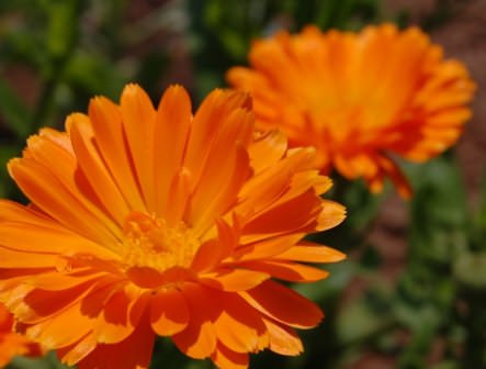 Существует множество сортов календулы, различающихся по высоте и цветом лепестков