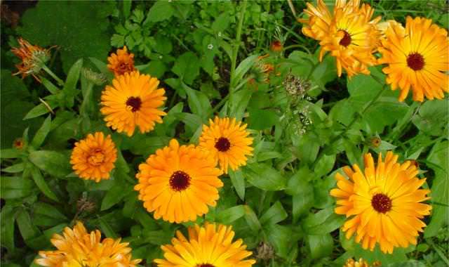 Букеты, выполненные из календулы, стоят целых 2 недели, главное – не забывать менять воду