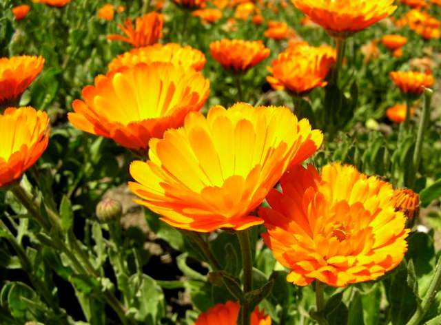 Активно применяется для излечения неврозов и стрессов. Она хорошо показывает себя и в борьбе с неприятными проявлениями климакса