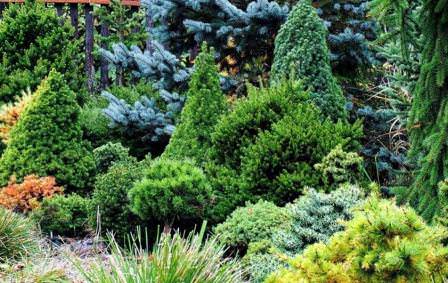 Карликовые хвойные