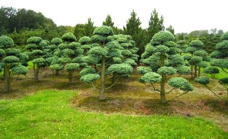 Почему так всем нравятся карликовые хвойные